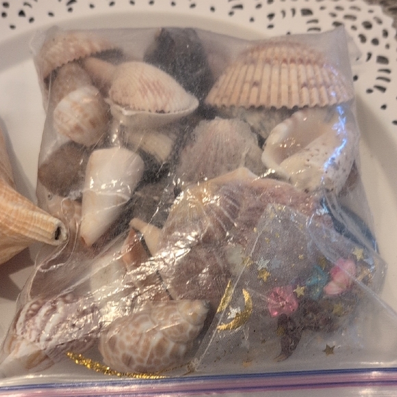 Assorted Seashell Collection - Picture 3 of 6